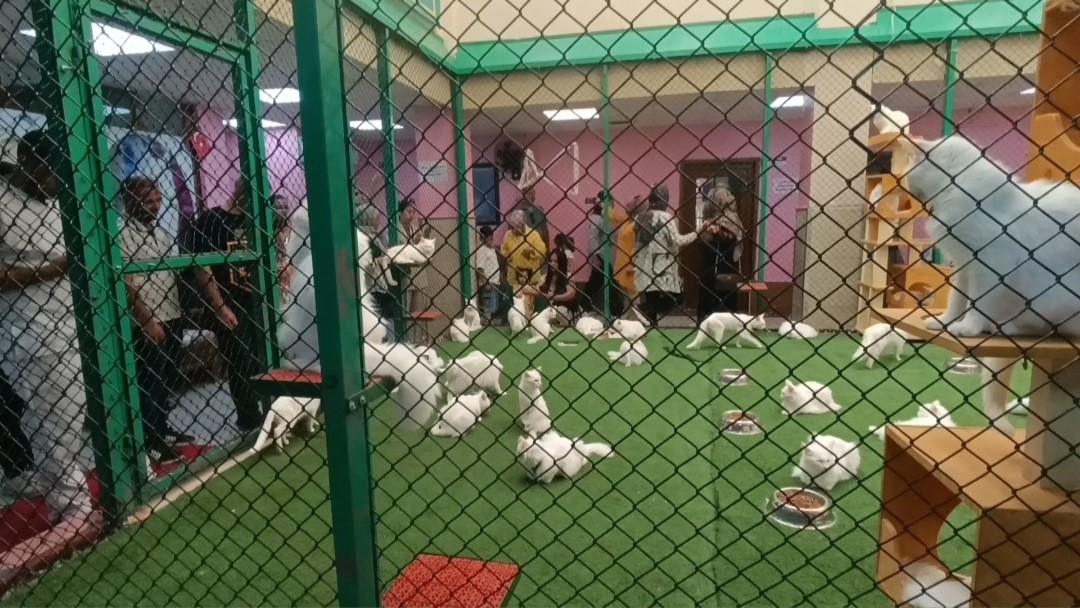Van Kedileri ziyaretçilerin gözdesi oldu