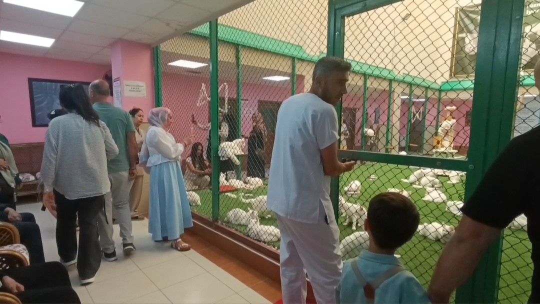 Van Kedileri ziyaretçilerin gözdesi oldu