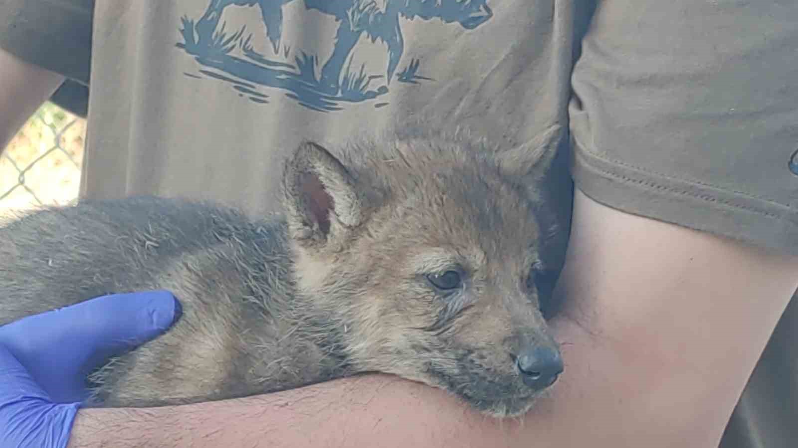 Kurtlar ve köpeklerin akrabalığı araştırılıyor