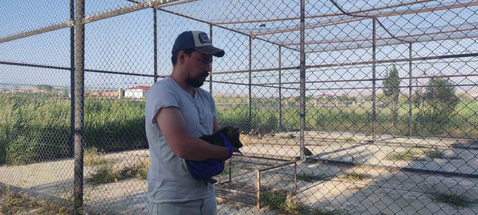 Kurtlar ve köpeklerin akrabalığı araştırılıyor