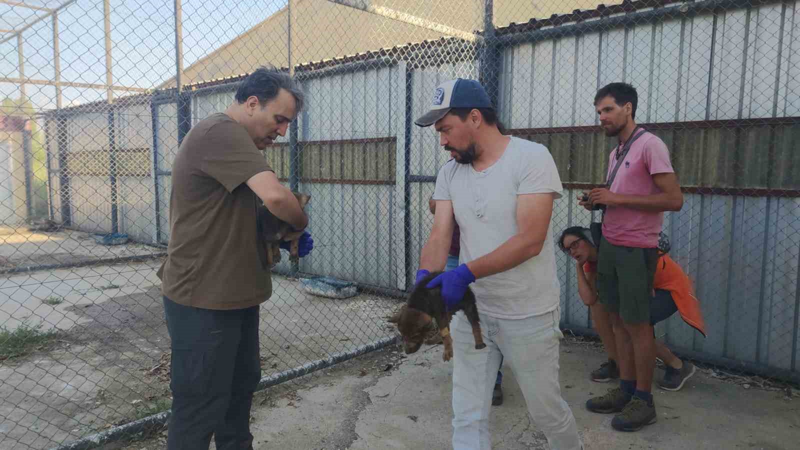 Kurtlar ve köpeklerin akrabalığı araştırılıyor