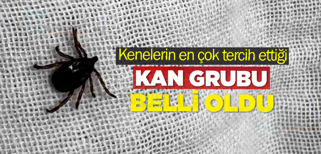 Kenelerin en çok tercih ettiği kan grubu belli oldu