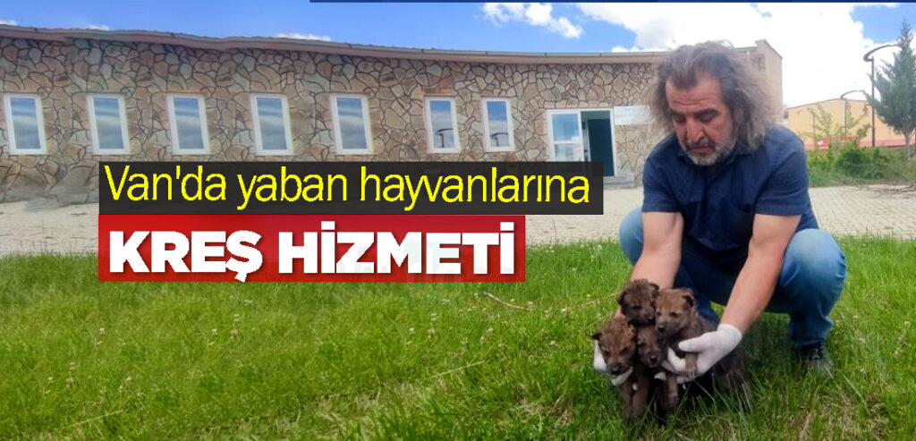 Van'da yaban hayvanlarına kreş hizmeti
