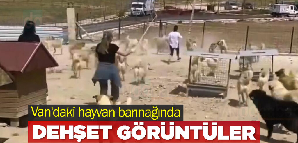 Van'daki hayvan barınağında dehşet görüntüler
