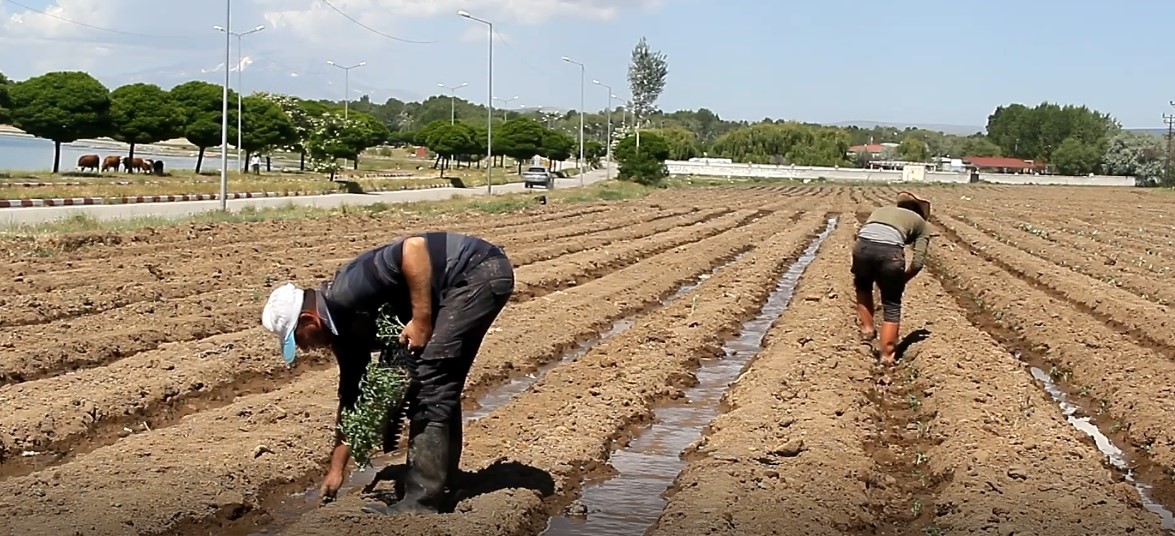 Coğrafi işaretli Erciş lahanasının fide dikimi başladı