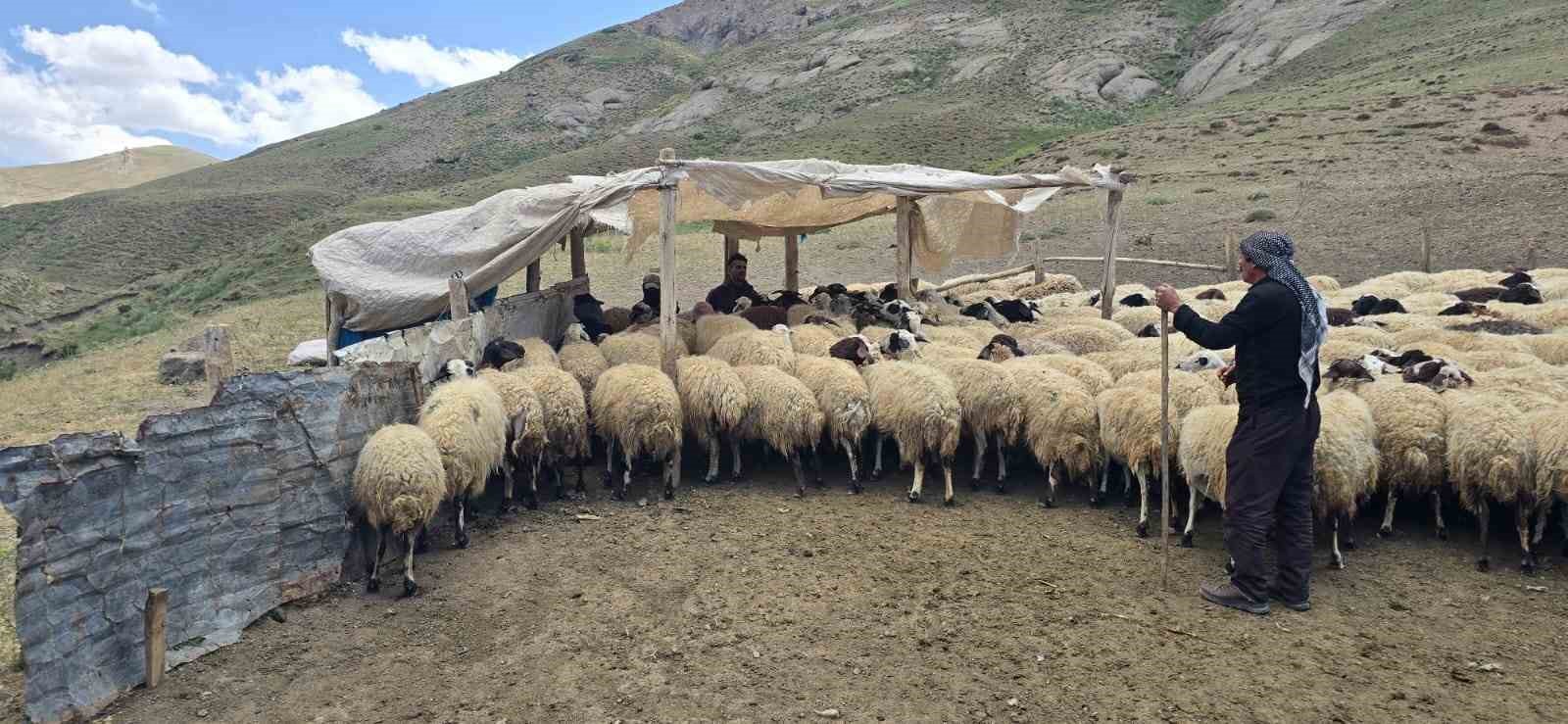 Kiraladıkları yaylada hayvancılık yaparak geçimlerini sağlıyorlar
