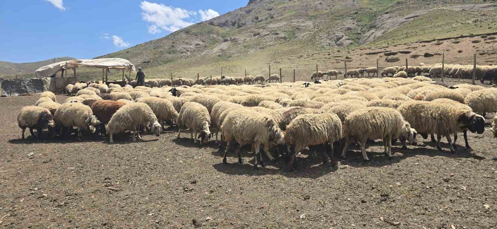 Kiraladıkları yaylada hayvancılık yaparak geçimlerini sağlıyorlar