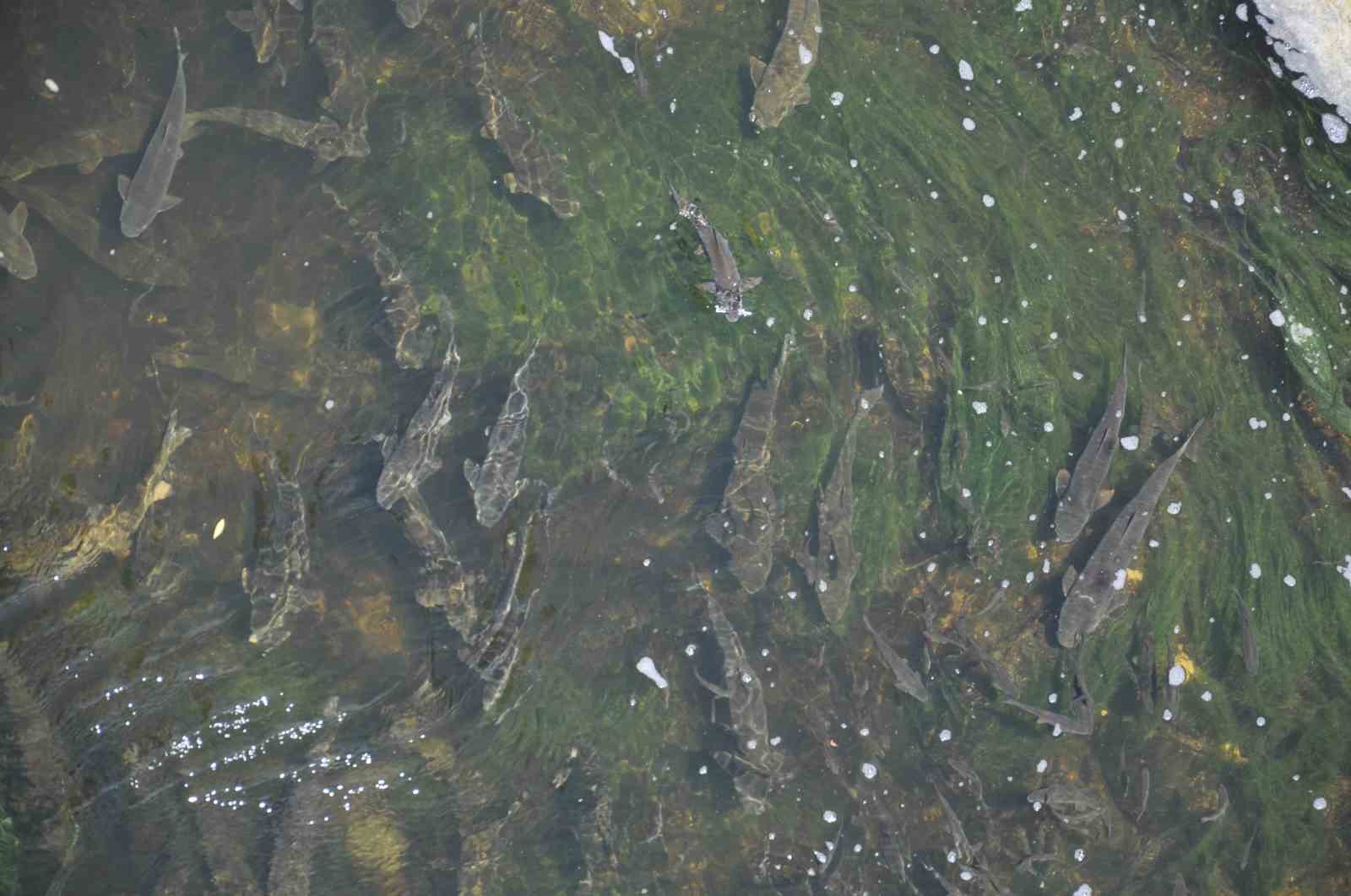 Kars’ta baraj kapağı kapatıldı, yüzlerce balık mahsur kaldı