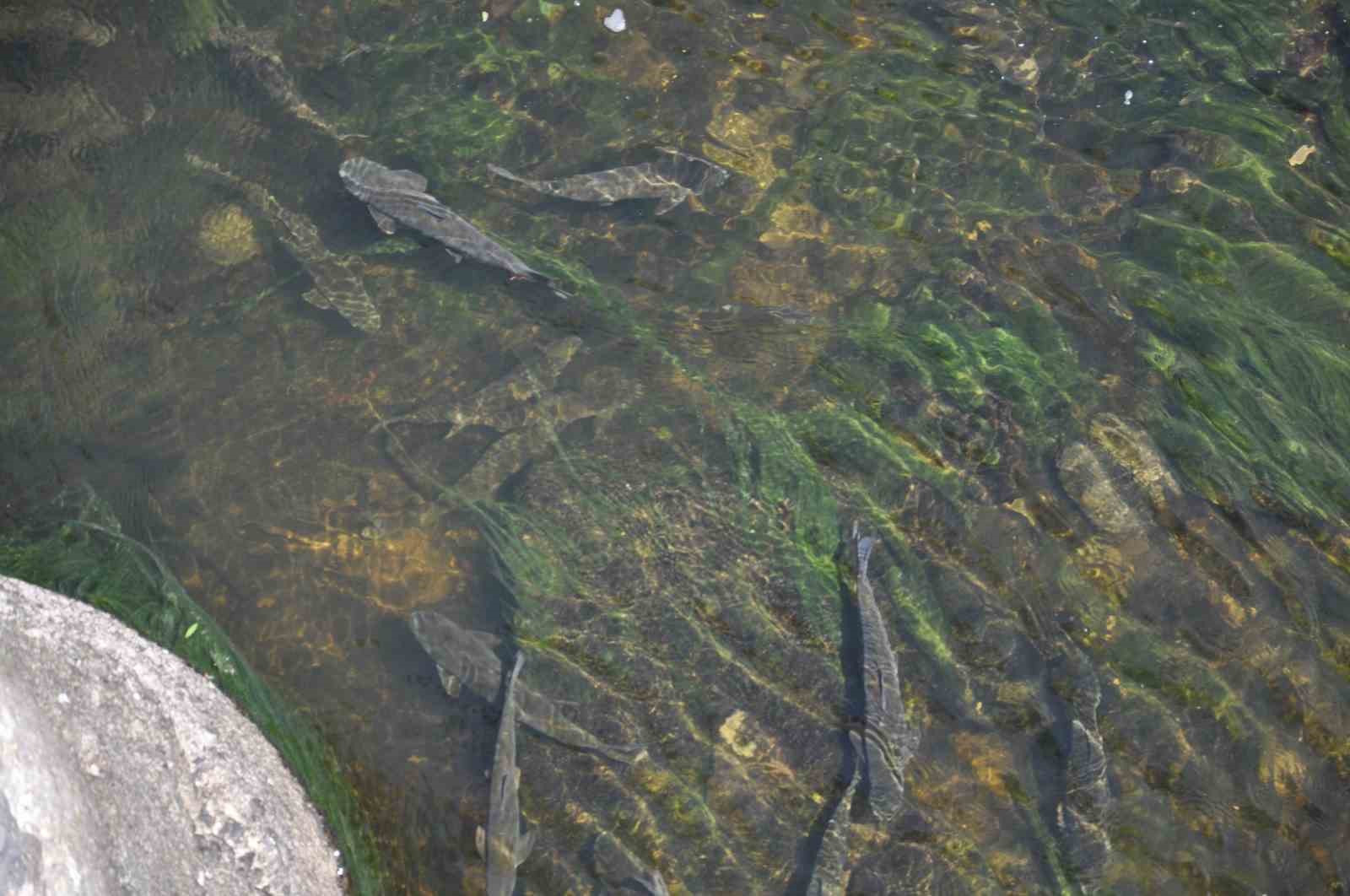 Kars’ta baraj kapağı kapatıldı, yüzlerce balık mahsur kaldı