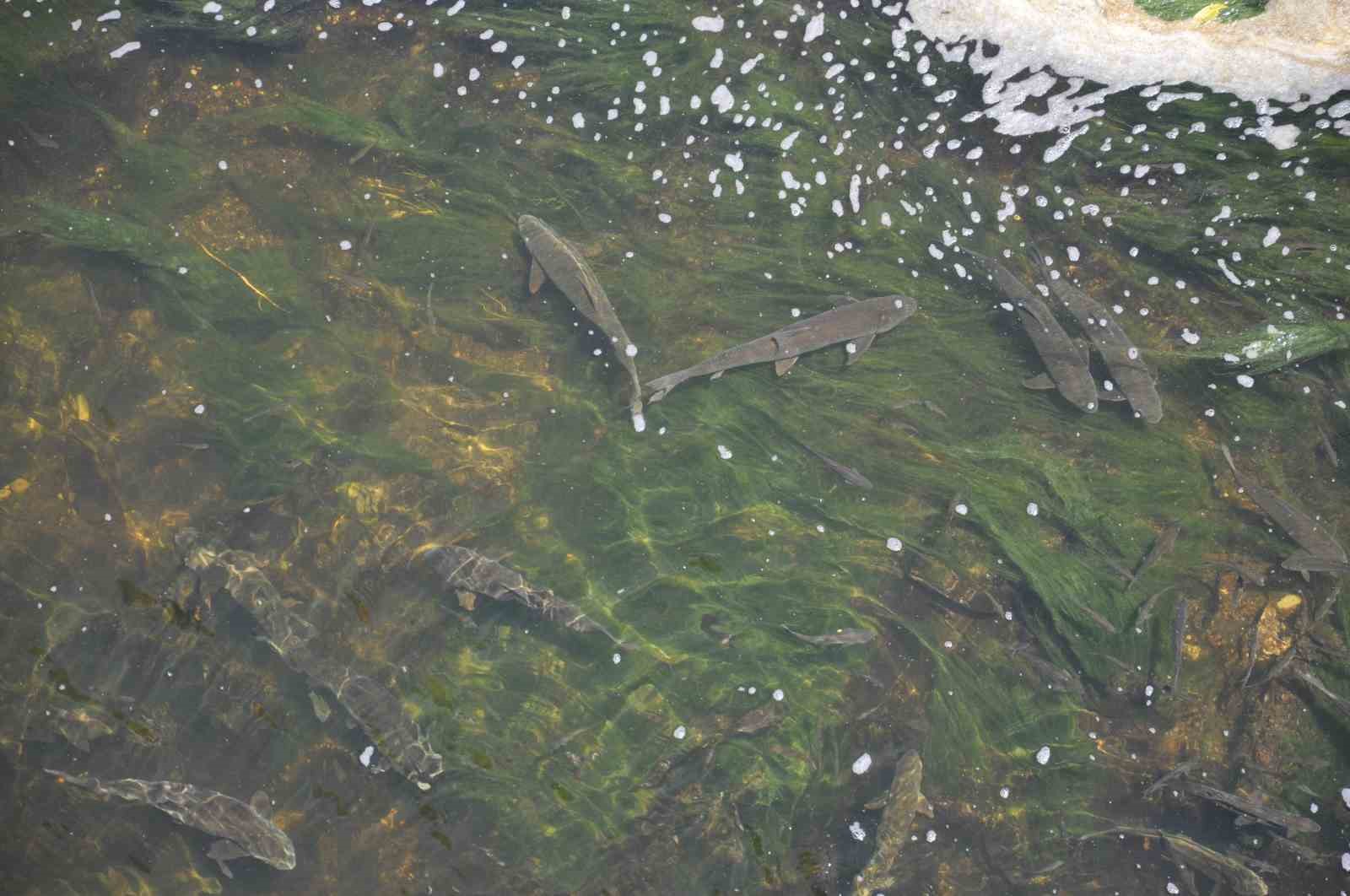 Kars’ta baraj kapağı kapatıldı, yüzlerce balık mahsur kaldı