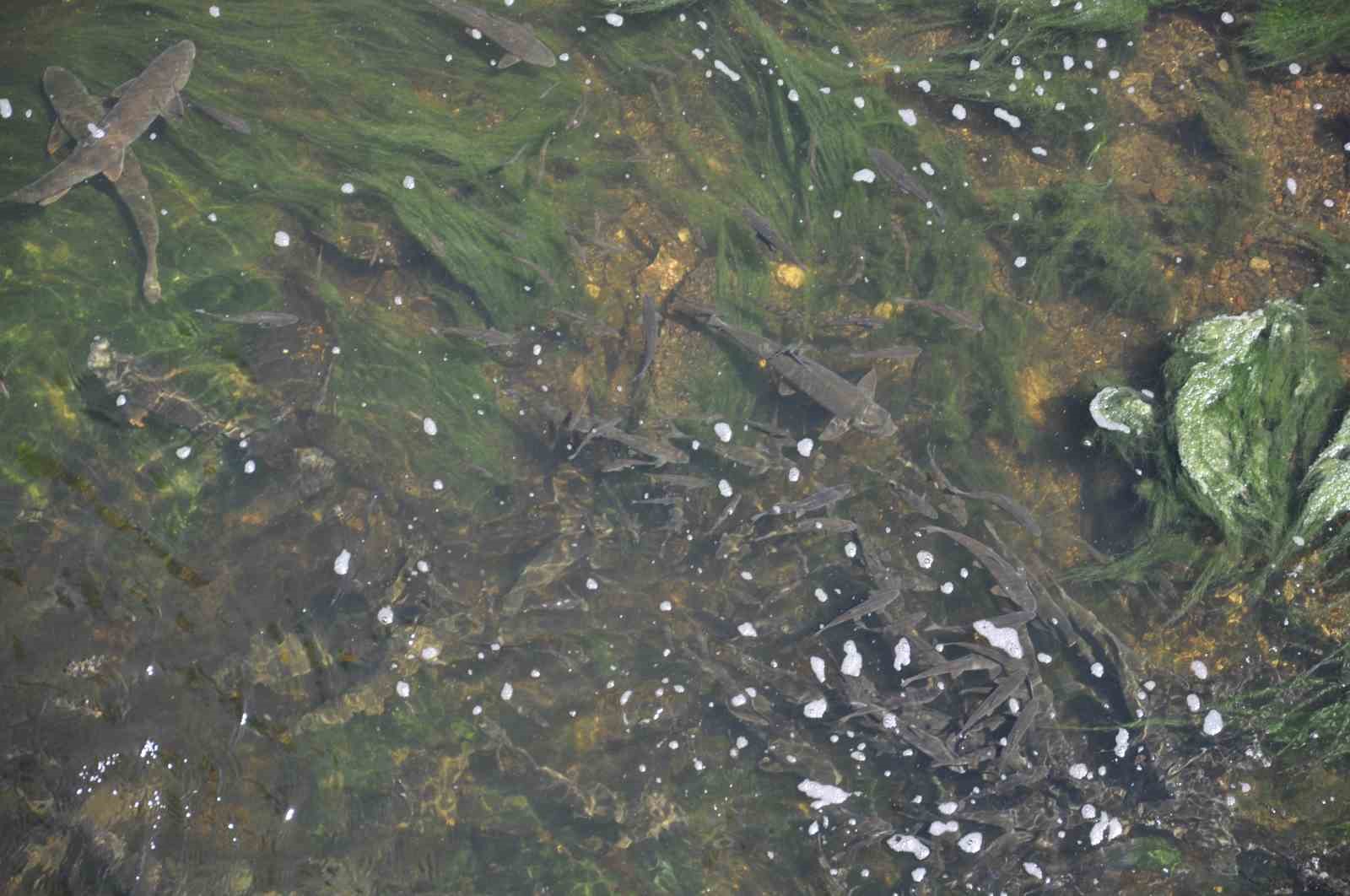 Kars’ta baraj kapağı kapatıldı, yüzlerce balık mahsur kaldı