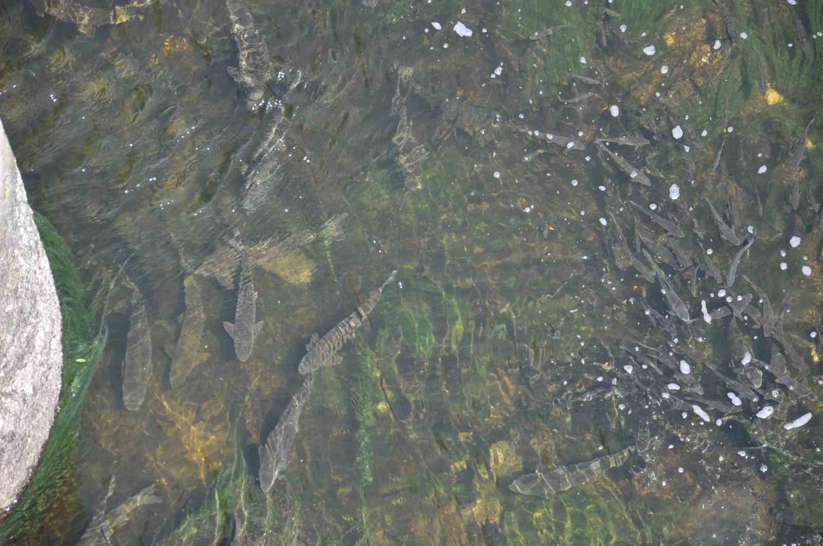 Kars’ta baraj kapağı kapatıldı, yüzlerce balık mahsur kaldı