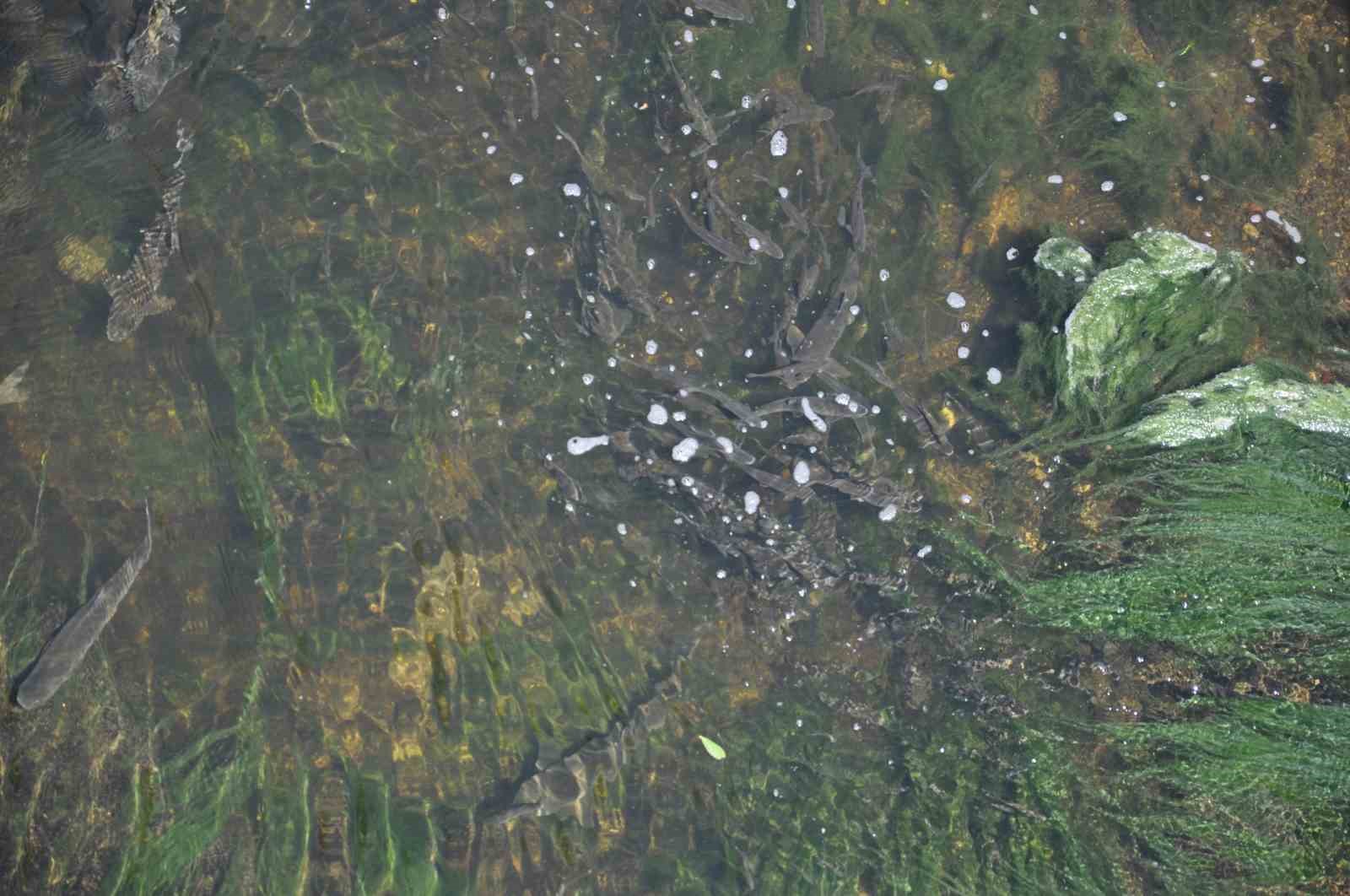 Kars’ta baraj kapağı kapatıldı, yüzlerce balık mahsur kaldı
