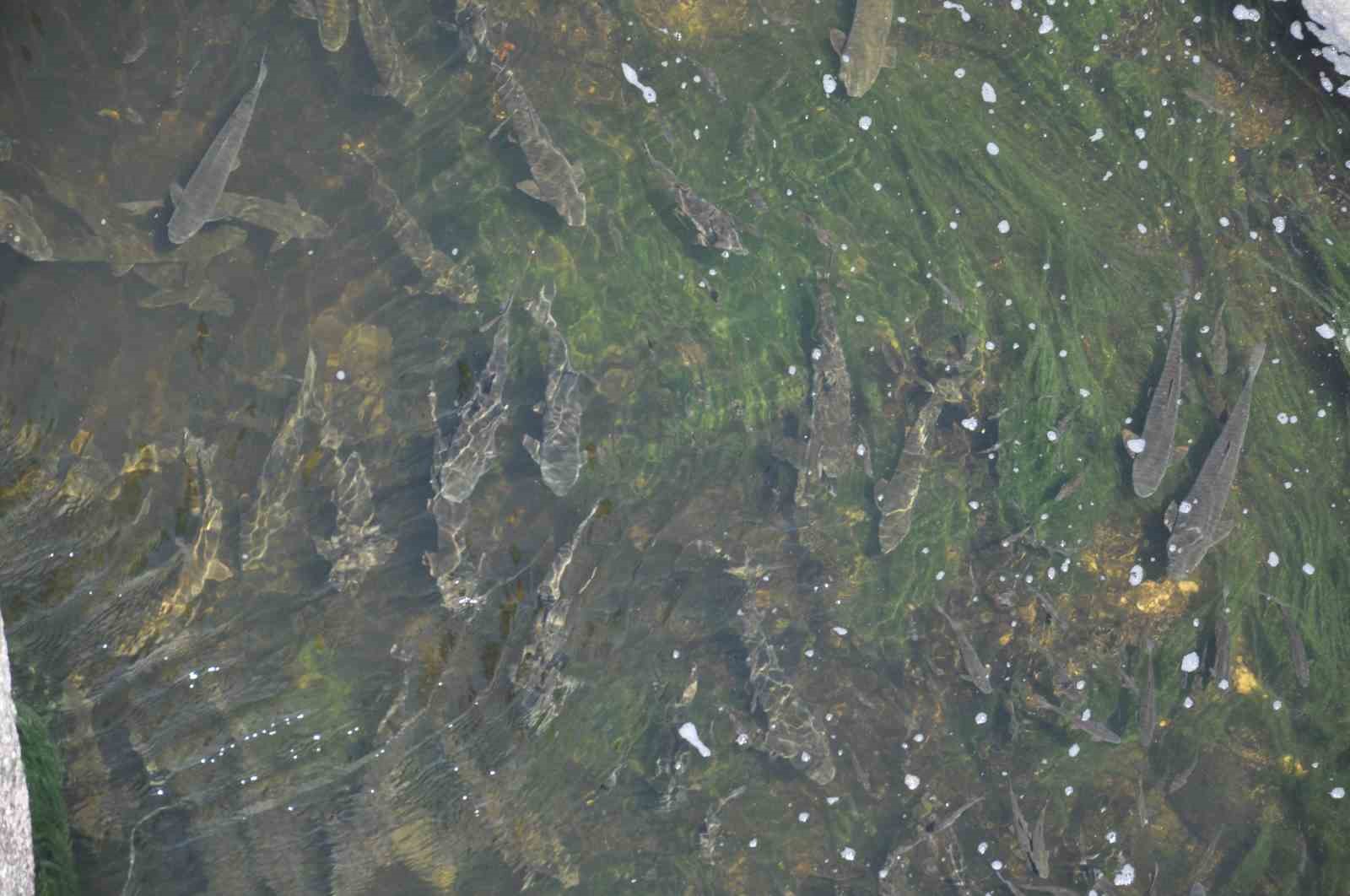 Kars’ta baraj kapağı kapatıldı, yüzlerce balık mahsur kaldı