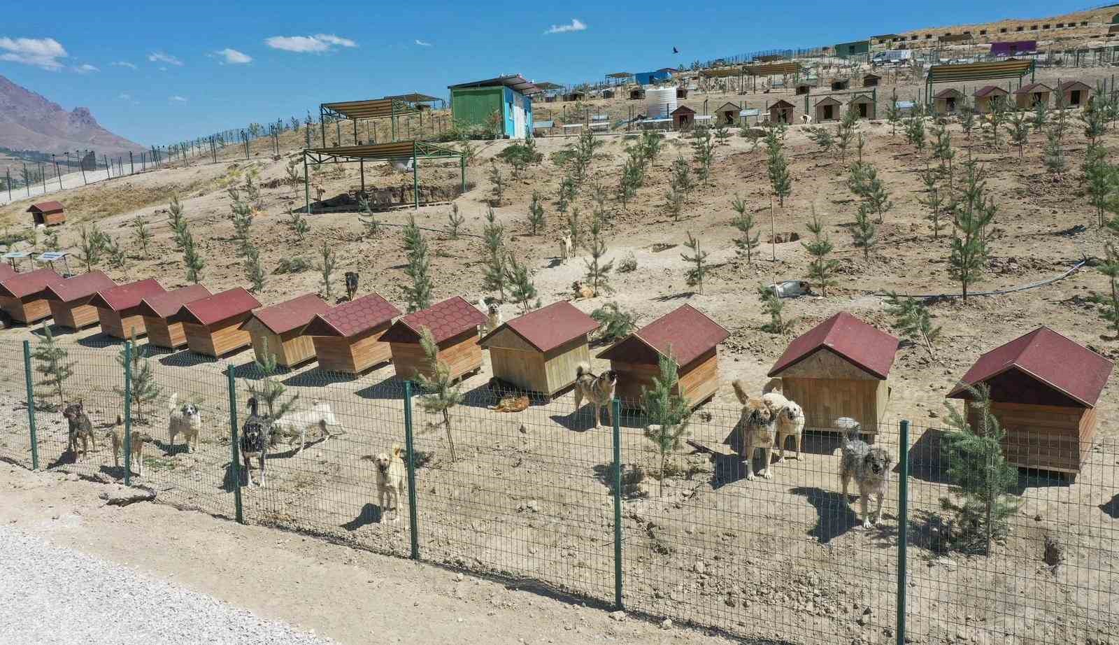 Van Büyükşehir Belediyesi doğal yaşam alanına 20 bin ağaç dikti