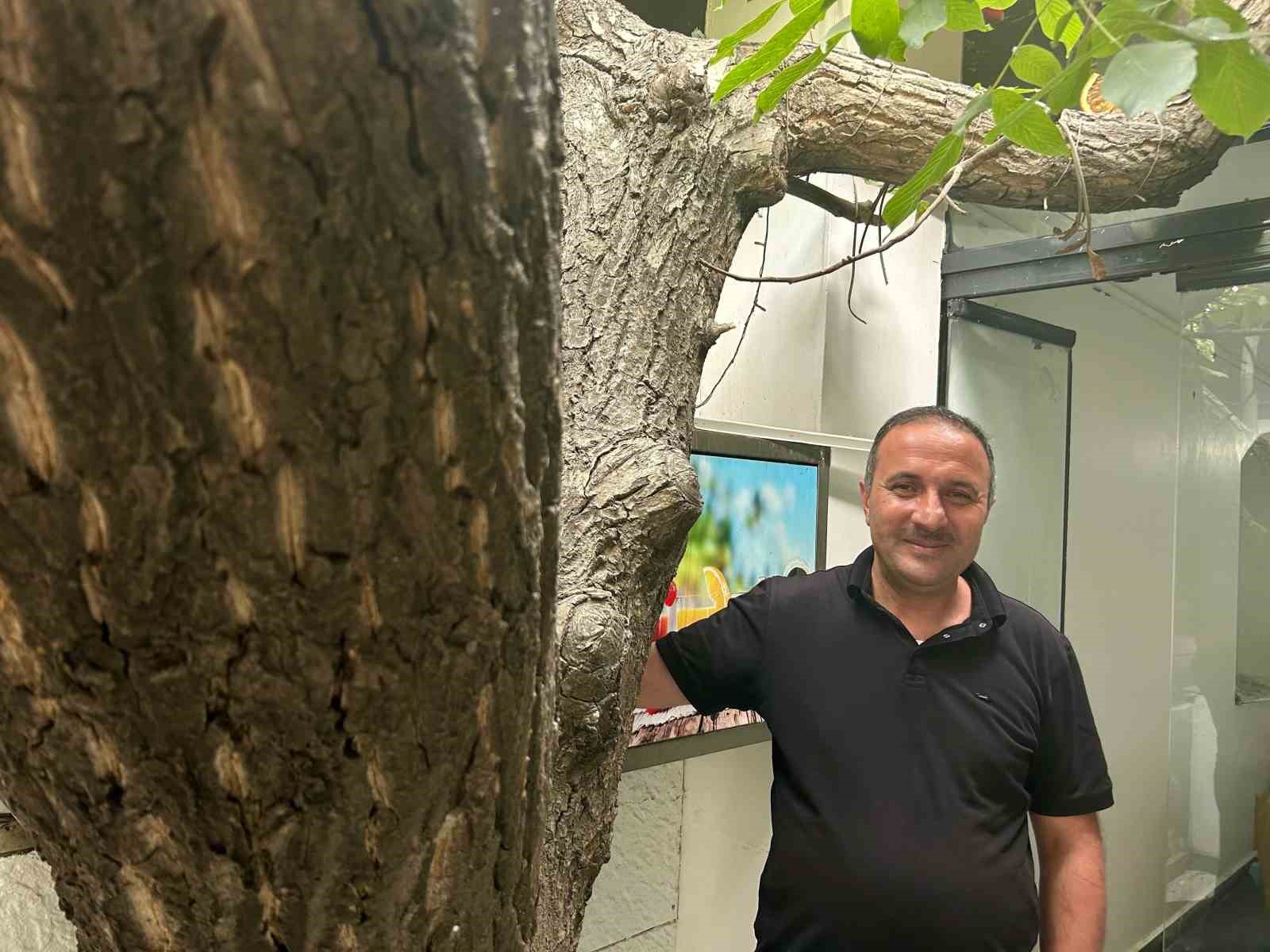 Van’da asırlık ceviz ağacı iş yerinin ortasında yaşatılıyor