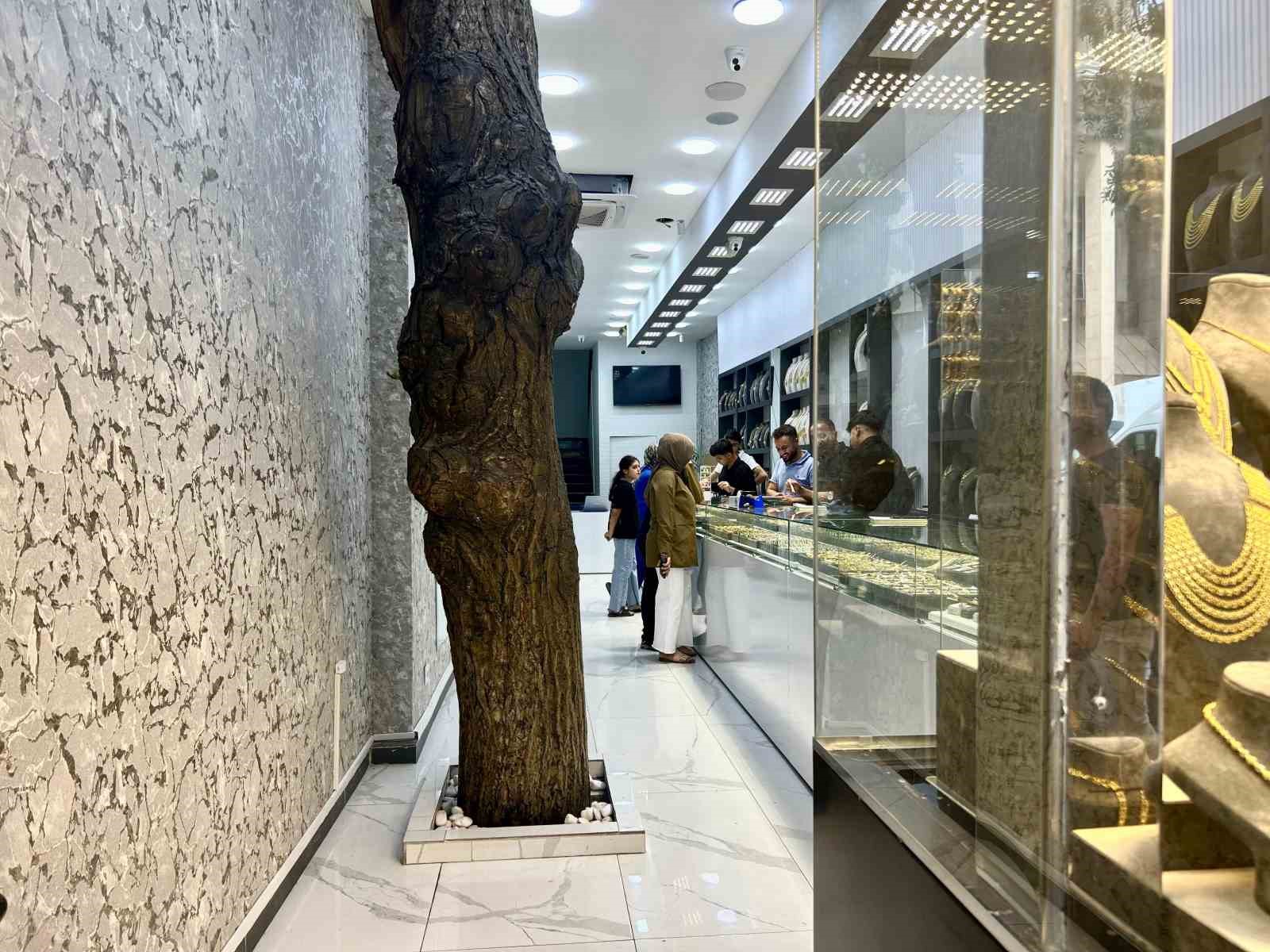 Van’da asırlık ceviz ağacı iş yerinin ortasında yaşatılıyor