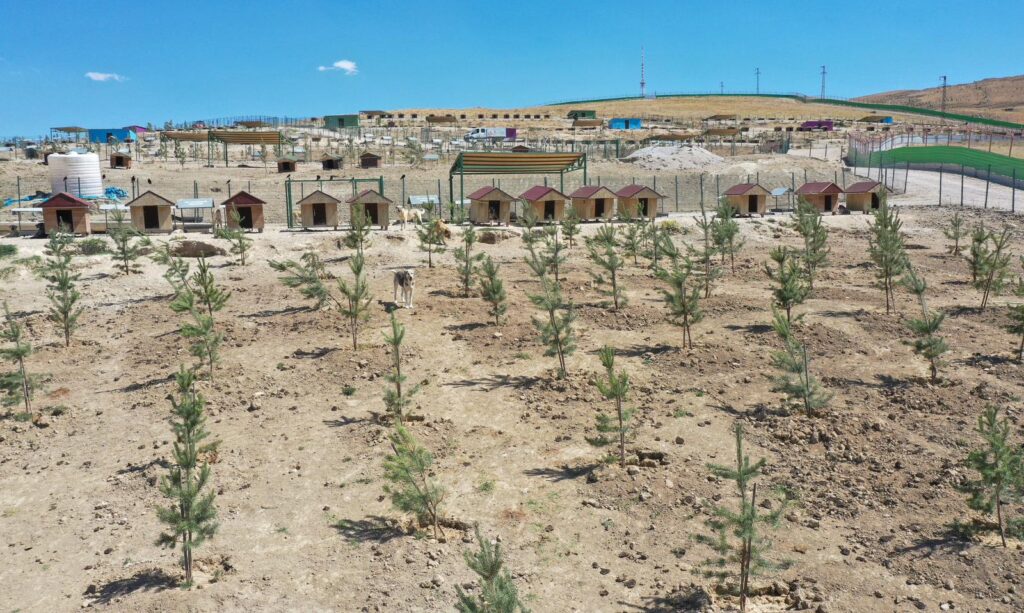 Doğal Yaşam Alanına 20 Bin Ağaç Dikti