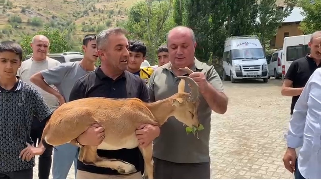 Dağ keçisi yetkililere teslim edildi