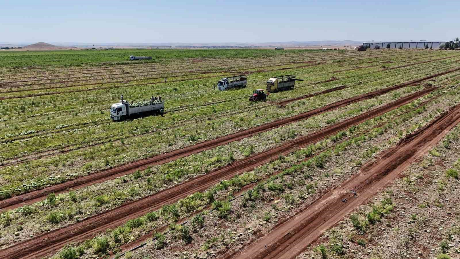 Diyarbakır karpuzunda hasat devam ediyor: Tarlada kilosu 1-2 lira