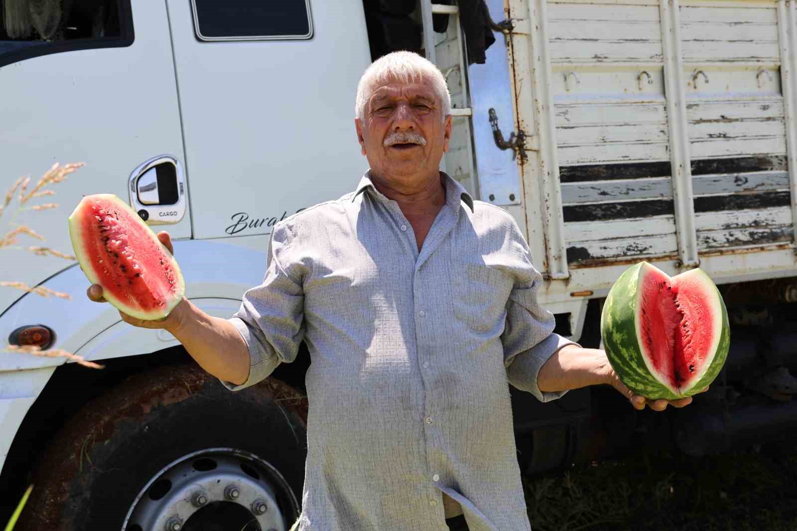 Diyarbakır karpuzunda hasat devam ediyor: Tarlada kilosu 1-2 lira
