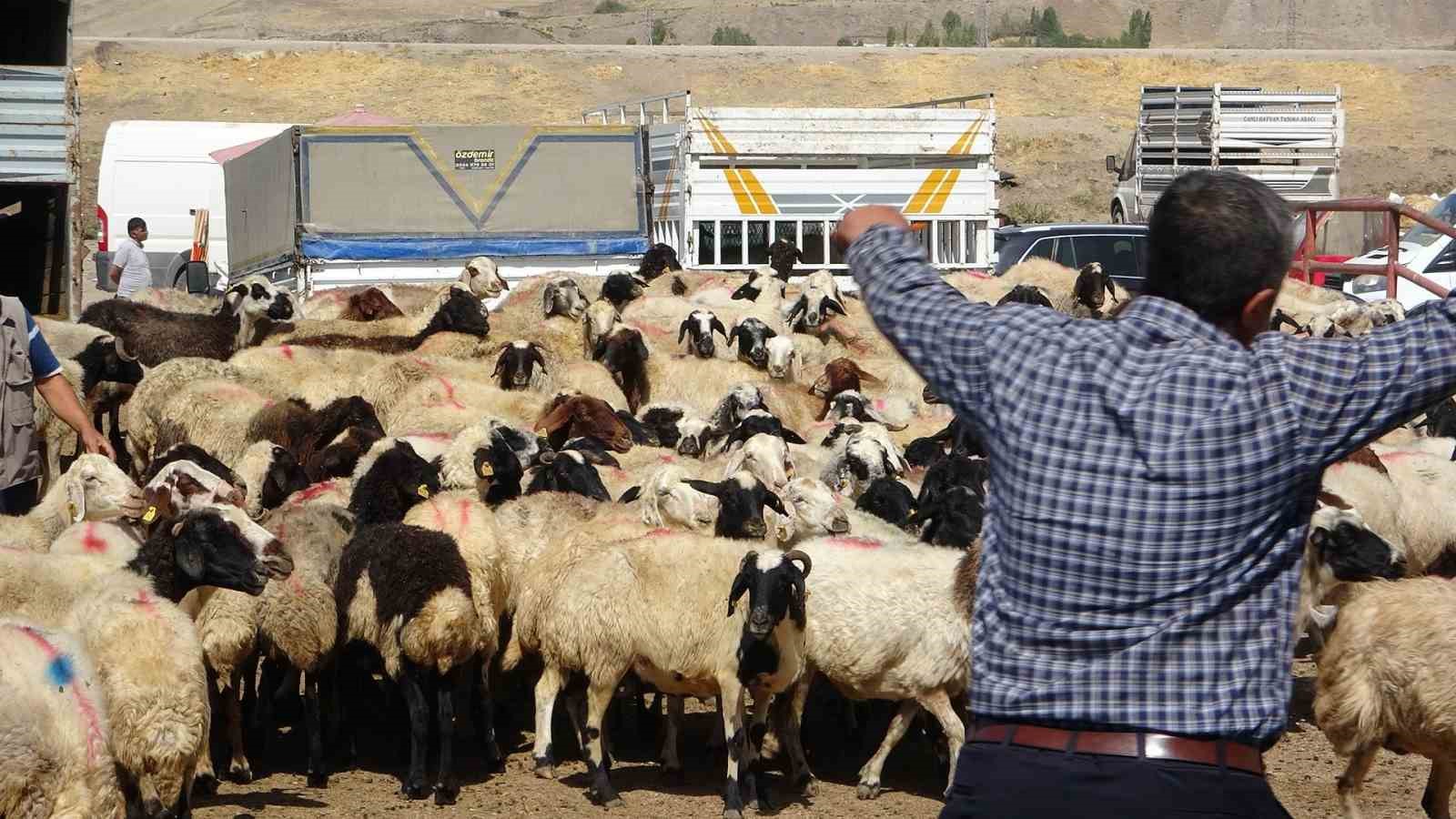 Van Hayvan Pazarı yeniden hizmete başladı