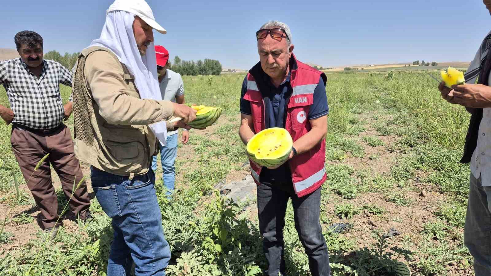 Van’da sarı karpuz dönemi başladı
