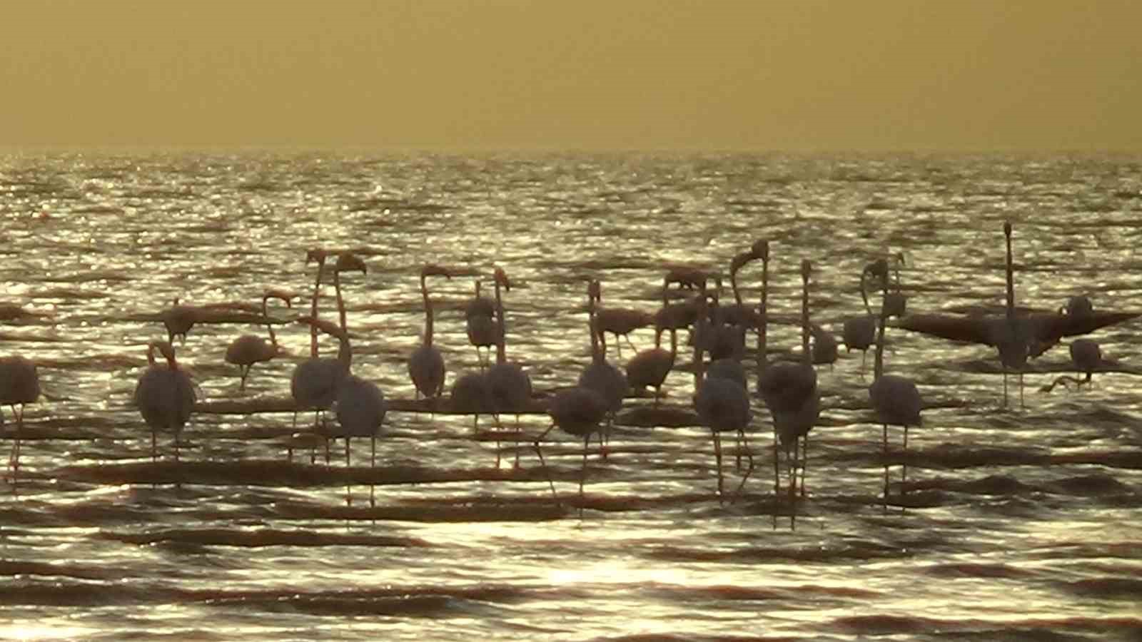 Erçek Gölü’nde flamingoların renkli dansı