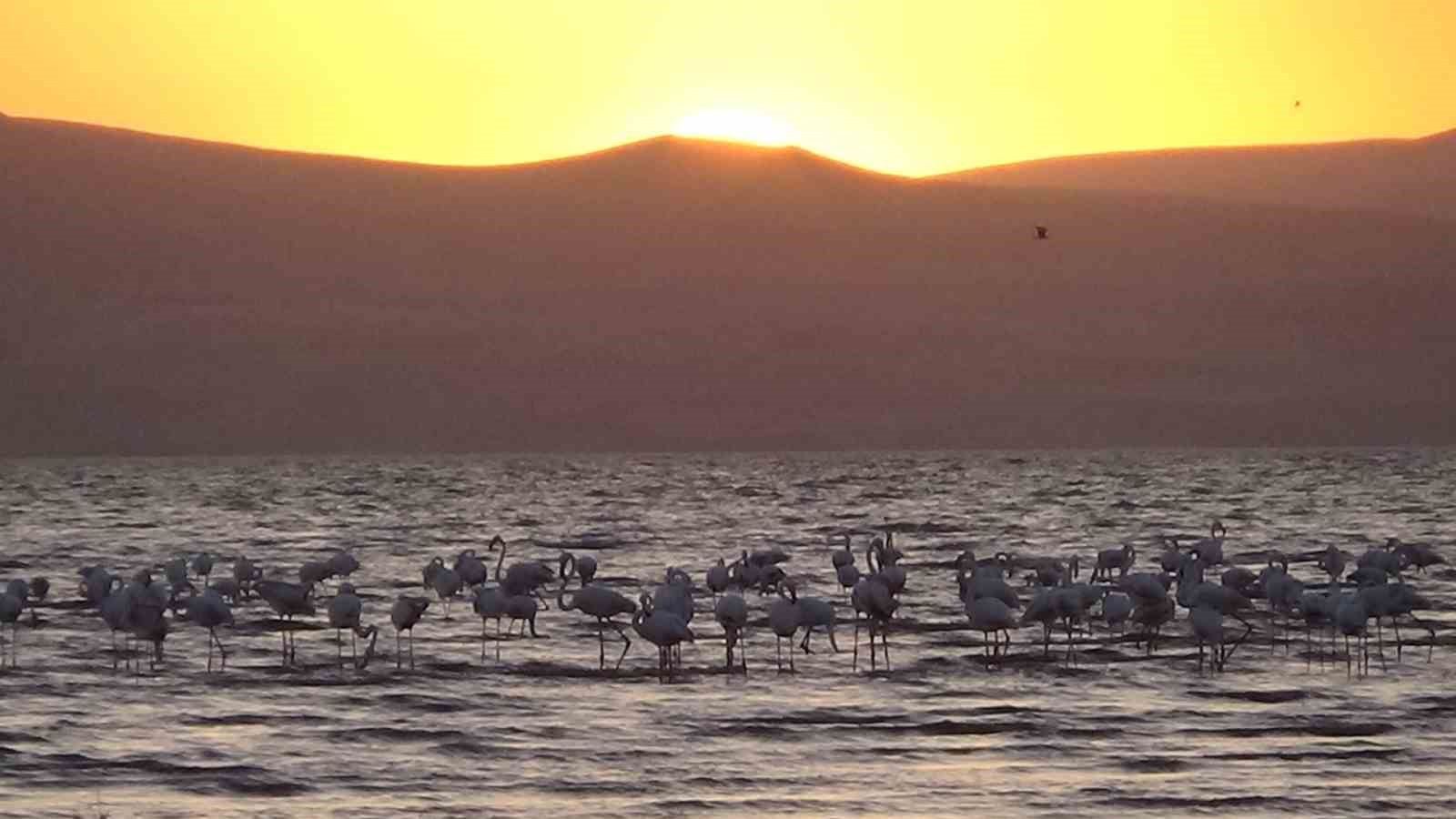 Erçek Gölü’nde flamingoların renkli dansı