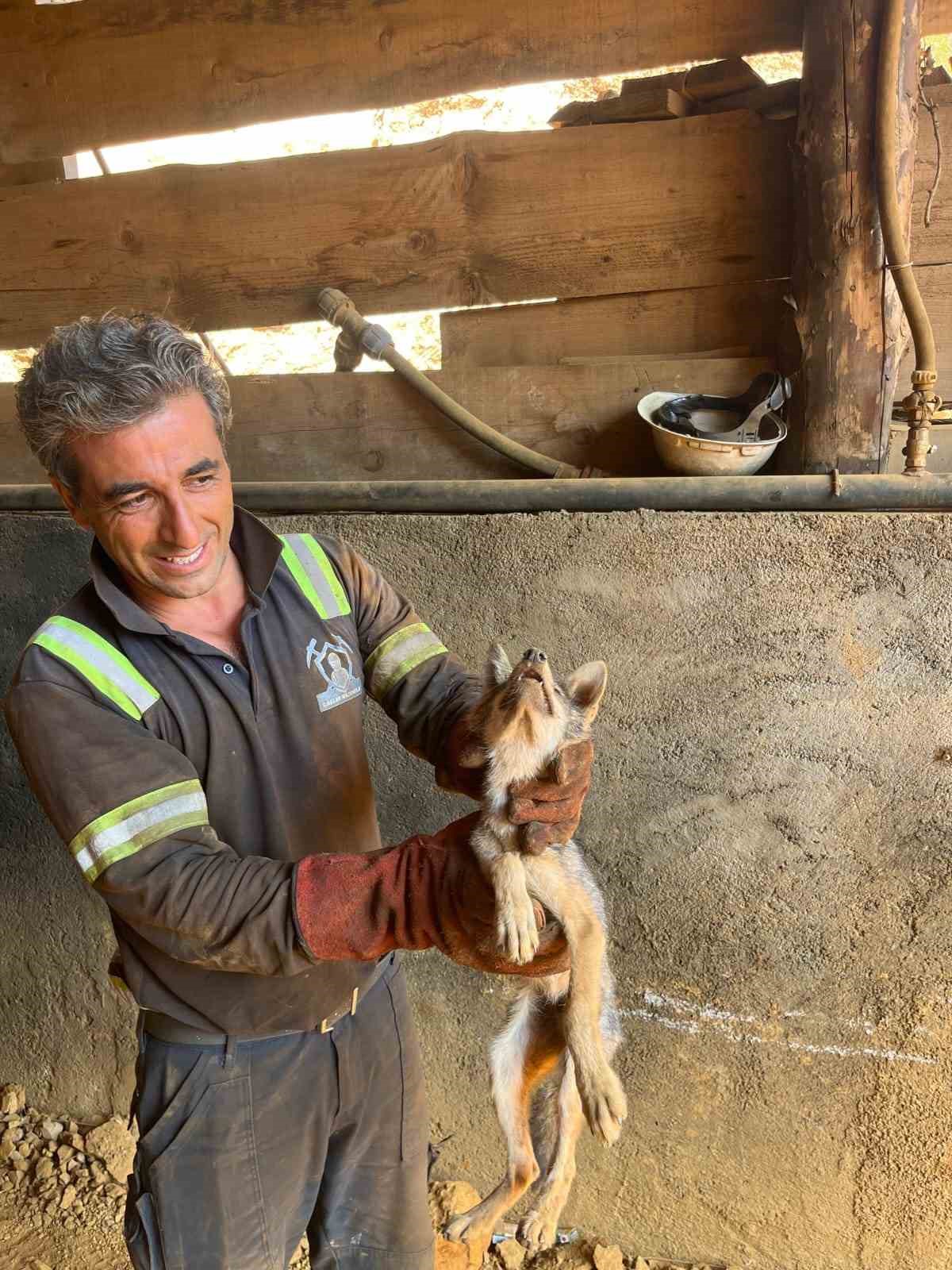 Hakkari’de iki kayanın arasına sıkışan tilkiyi orman işçileri kurtardı