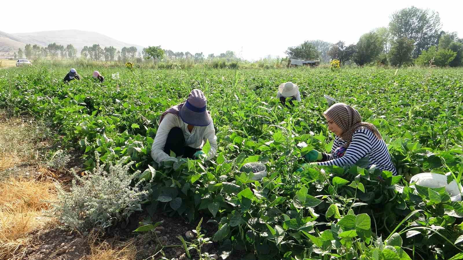 Gevaş fasulyesi girişimci kadınların eliyle değerleniyor
