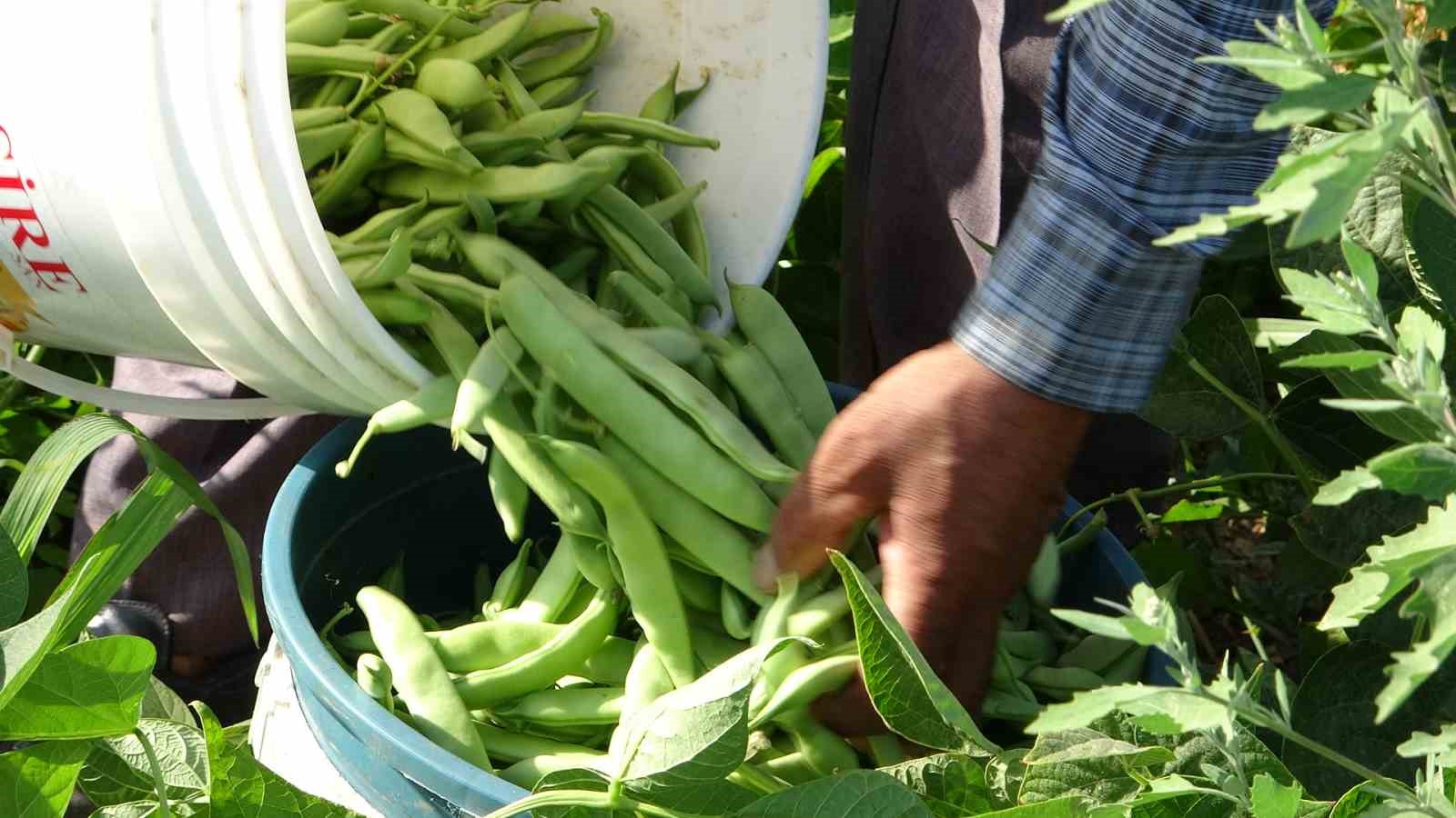 Gevaş fasulyesi girişimci kadınların eliyle değerleniyor