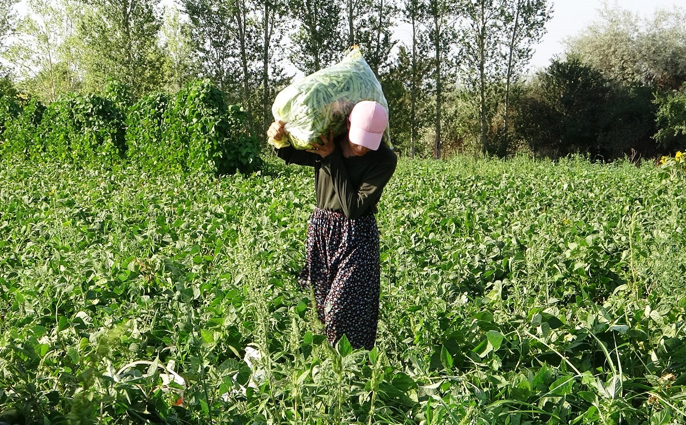Gevaş fasulyesi girişimci kadınların eliyle değerleniyor