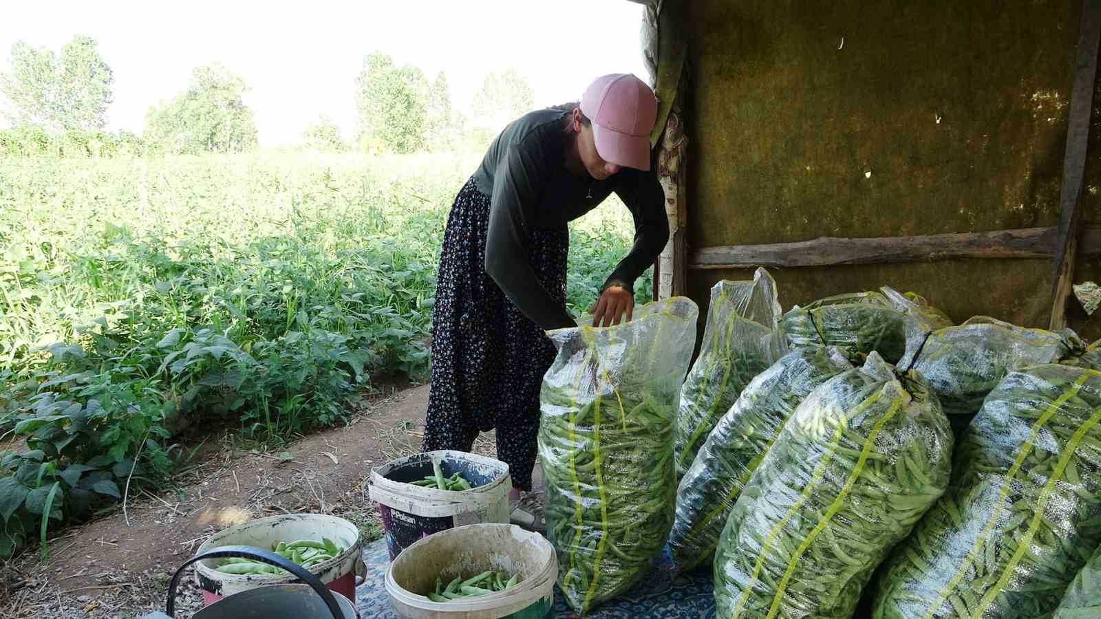 Gevaş fasulyesi girişimci kadınların eliyle değerleniyor