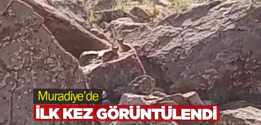 Muradiye’de ilk kez görüntülendi