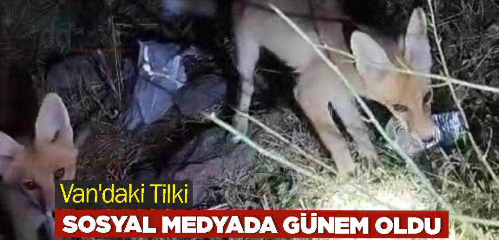 Van'daki Tilki sosyal medyada günem oldu
