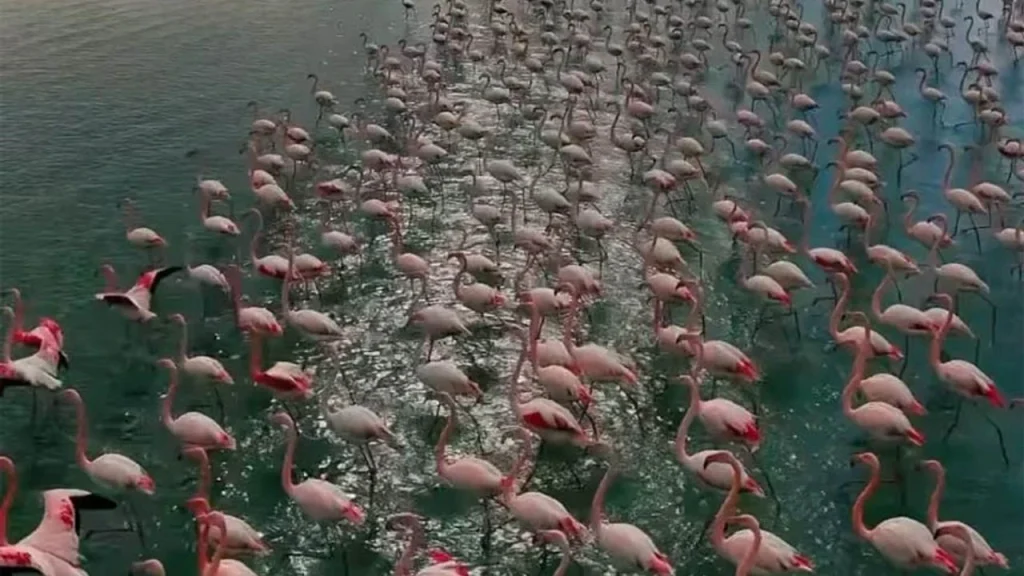 Van Gölü Bir Anda Flamingolarla Doldu